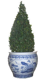 buis.gif (24776 bytes)